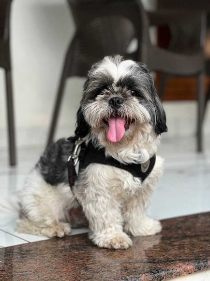 Shih Tzu Dogs For Mating In Bangalore