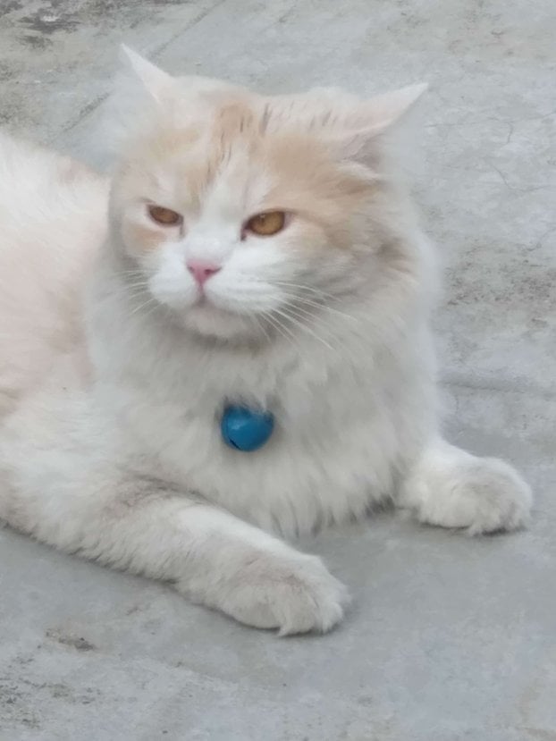 Persian Dogs For Mating In Bangalore