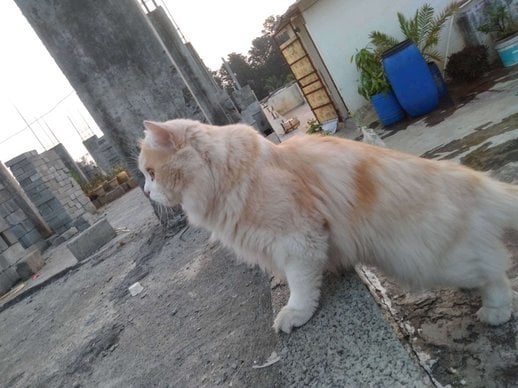 Persian Dogs For Mating In Bangalore