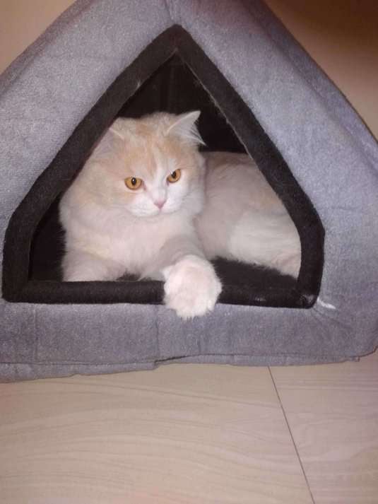 Persian Dogs For Mating In Bangalore