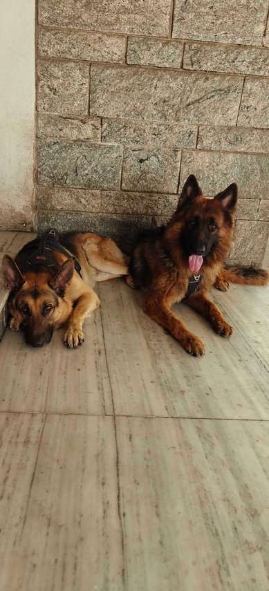 German Shepherd Dogs For Mating In Chennai