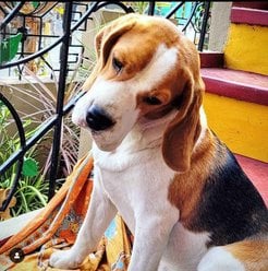 Beagle Dogs For Mating In Vizianagaram