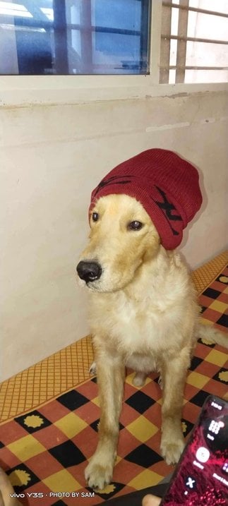 Golden Retriever For Adoption In Ujjain
