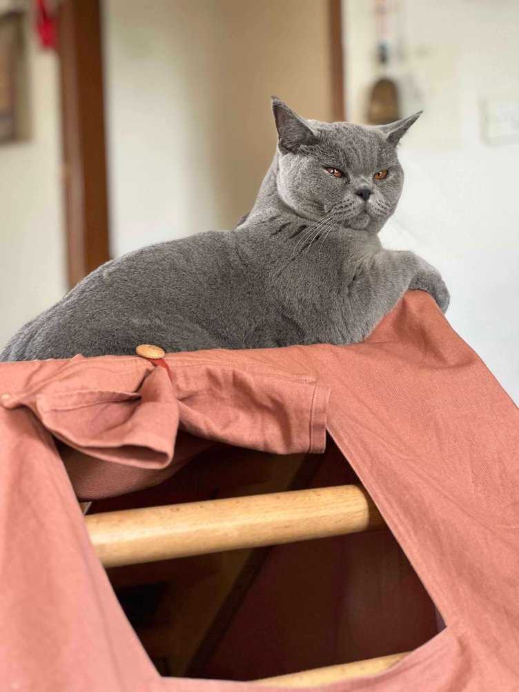 British Shorthair Dogs For Mating In Mumbai