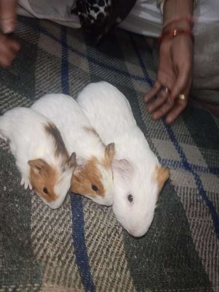 Guinea Pigs For Adoption In Delhi
