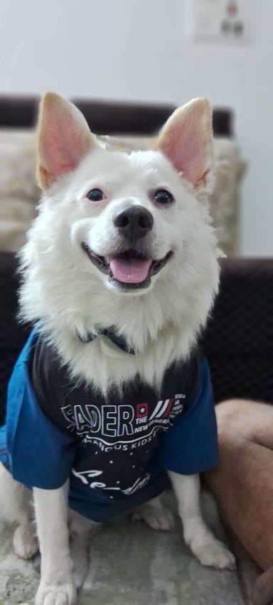 Pomeranian Dogs For Mating In Hyderabad