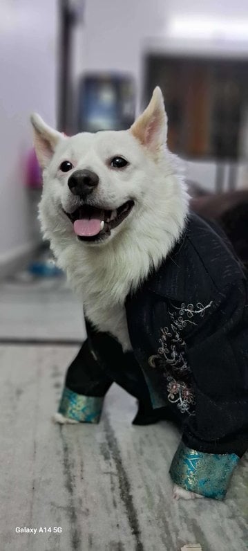 Pomeranian Dogs For Mating In Hyderabad