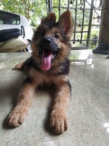 German Shepherd For Sale In Pathanamthitta