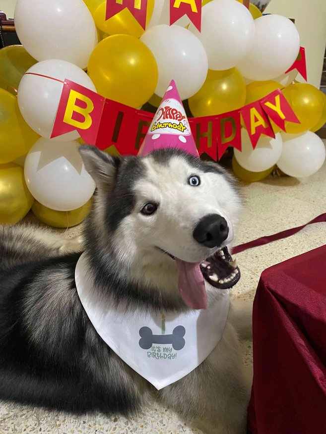 Siberian Husky Dogs For Mating In Bangalore