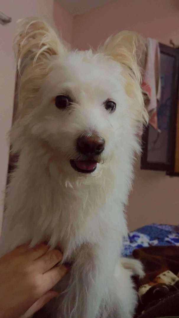 Pomeranian Dogs For Mating In Delhi