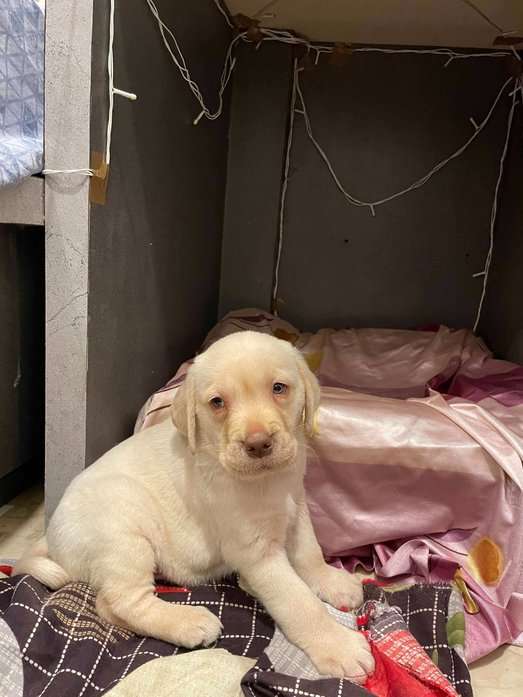 Labrador Retriever For Sale In Jaipur