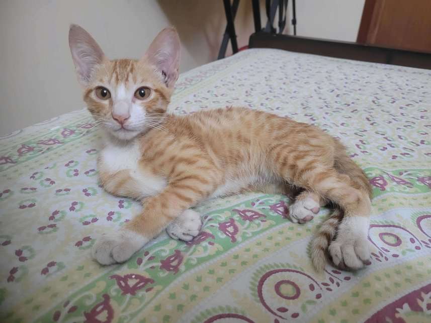 Indian Breed For Adoption In Chennai