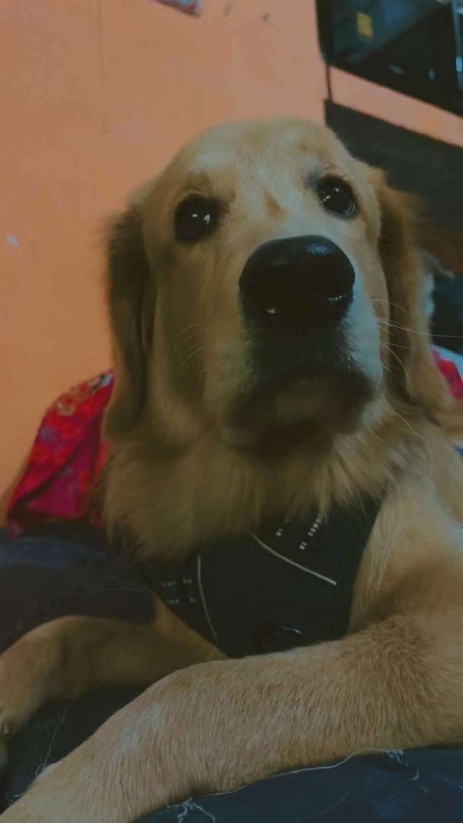 Golden Retriever Dogs For Mating In Delhi