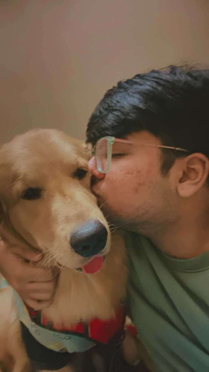 Golden Retriever Dogs For Mating In Delhi