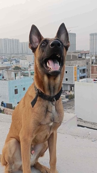 Belgian Malinois Dogs For Mating In Hyderabad