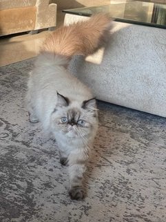 Persian For Sale In Gurgaon