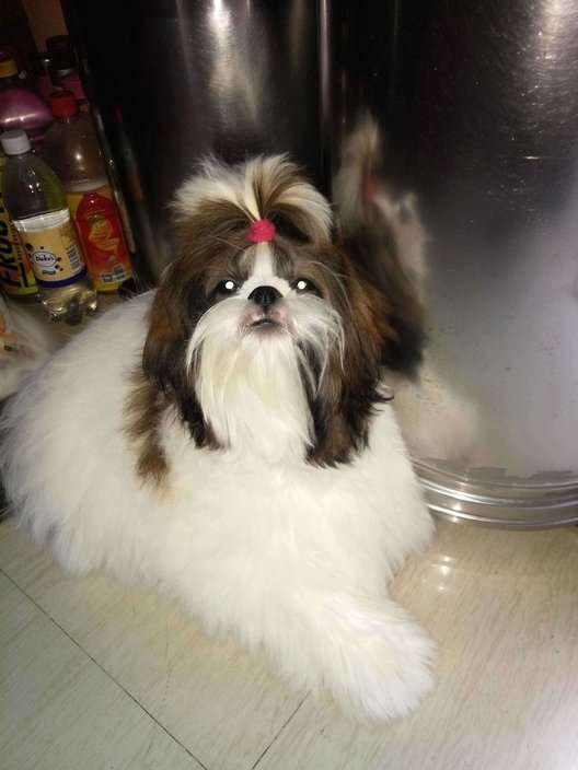 Shih Tzu Dogs For Mating In Pune