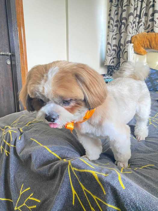 Shih Tzu Dogs For Mating In Kolkata