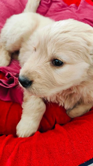 Golden Retriever For Sale In Faridabad
