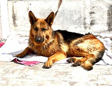 German Shepherd For Adoption In Panchkula