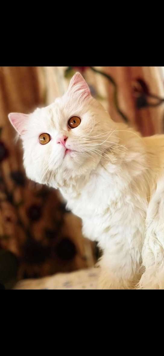 Persian For Sale In Srinagar JK
