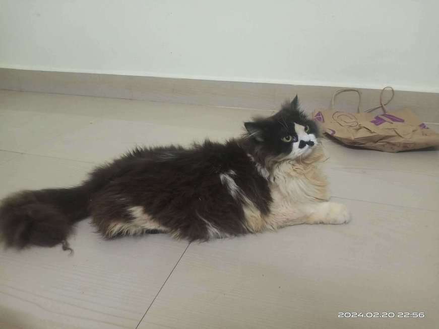 Persian Dogs For Mating In Chennai