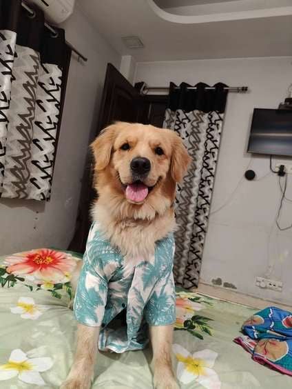 Golden Retriever Dogs For Mating In Delhi