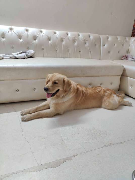 Golden Retriever Dogs For Mating In Delhi