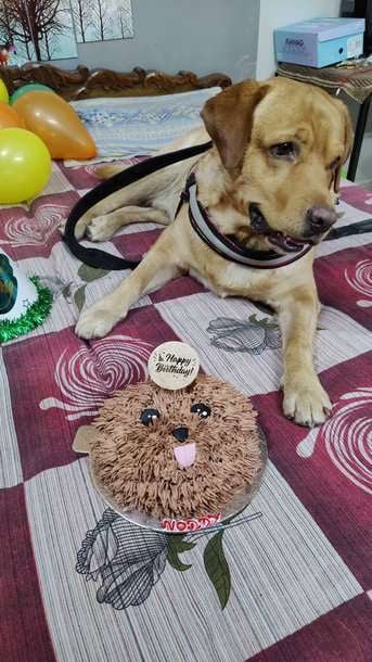 Labrador Retriever Dogs For Mating In Gurgaon