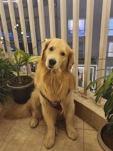 Golden Retriever Dogs For Mating In Ludhiana