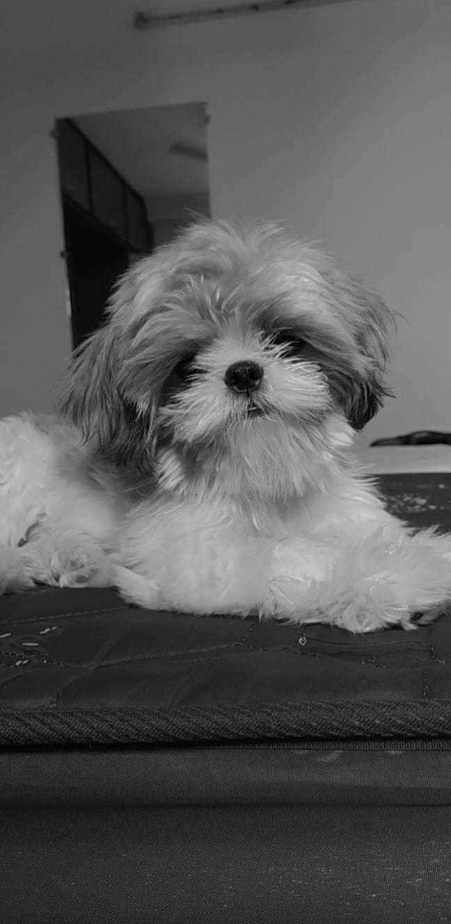 Shih Tzu Dogs For Mating In Guntur