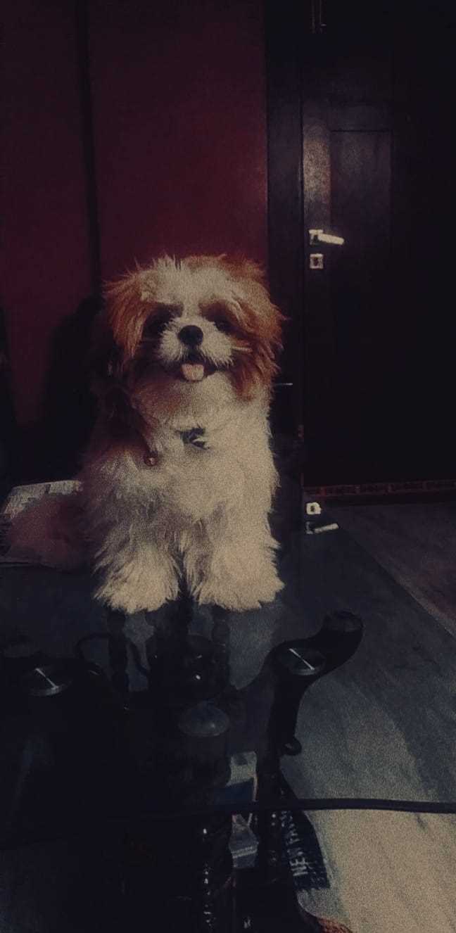Shih Tzu Dogs For Mating In Guntur