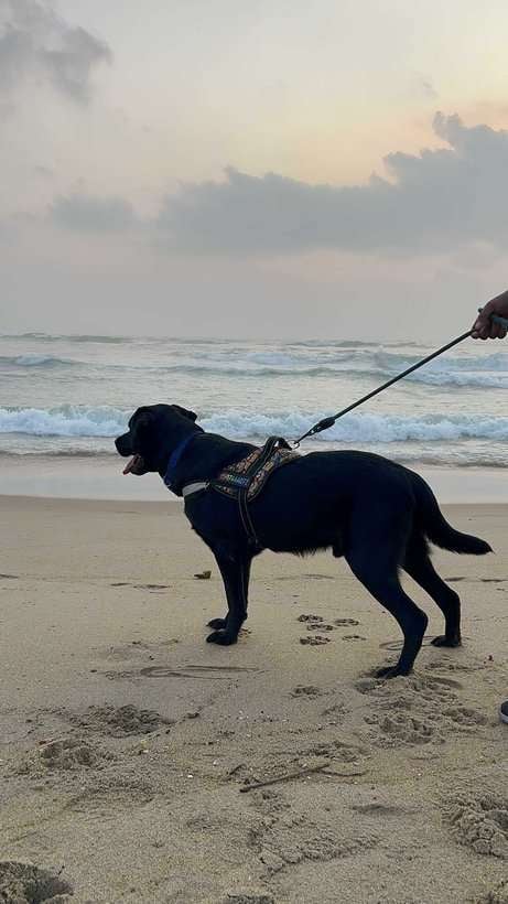 Labrador Retriever Dogs For Mating In Chennai