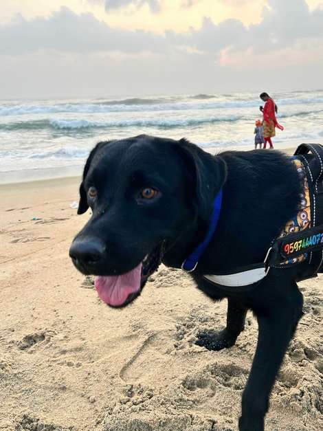 Labrador Retriever Dogs For Mating In Chennai