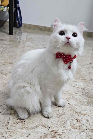 Persian Dogs For Mating In Pune
