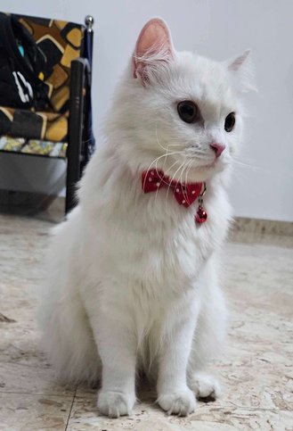 Persian Dogs For Mating In Pune