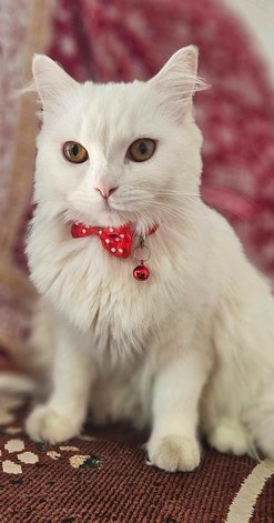 Persian Dogs For Mating In Pune