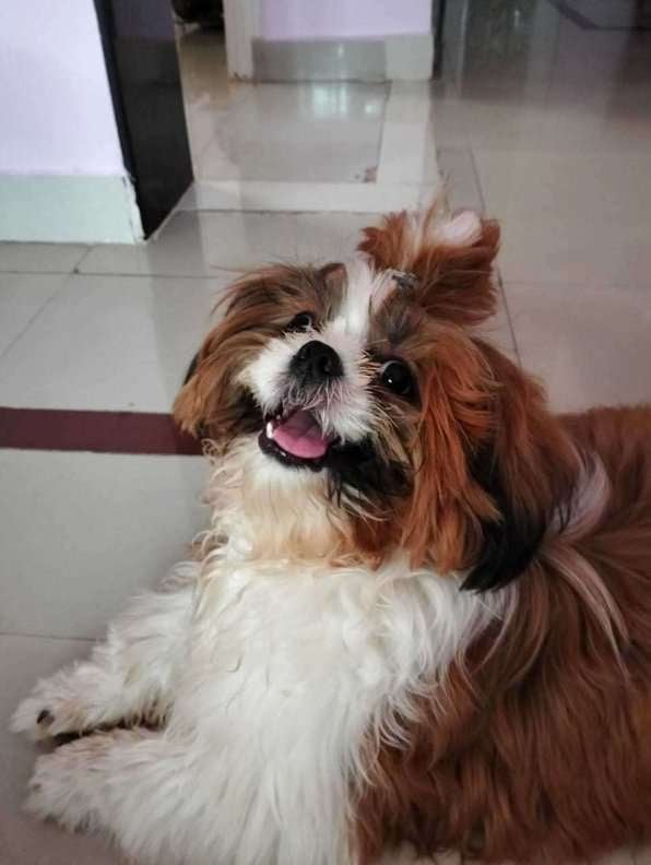 Shih Tzu Dogs For Mating In Hyderabad