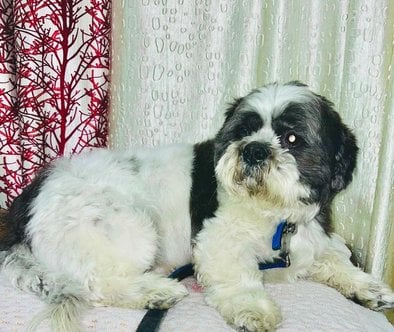 Shih Tzu Dogs For Mating In Delhi