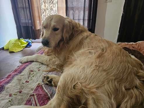 Golden Retriever Dogs For Mating In Delhi