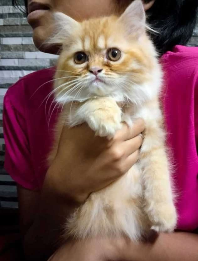Persian For Sale In Murshidabad