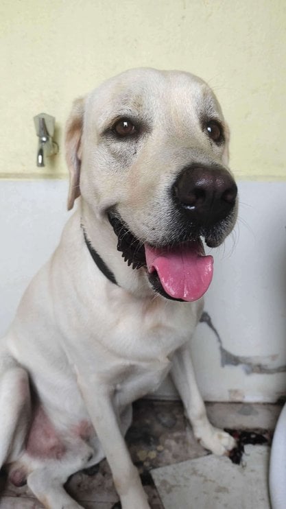 Labrador Retriever Dogs For Mating In Chennai