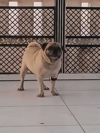 Pug For Adoption In Vadodara