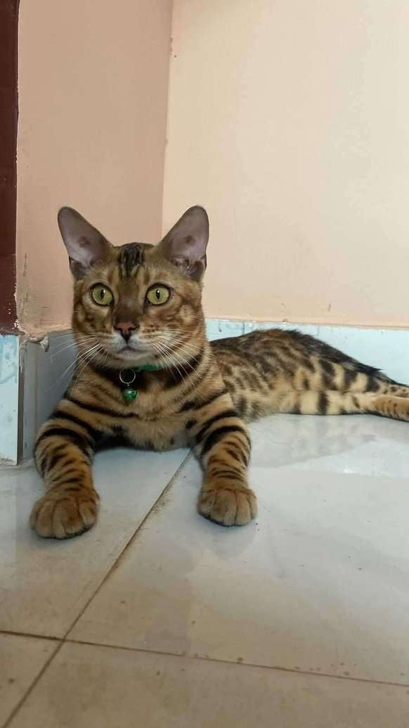 Bengal For Sale In Hyderabad
