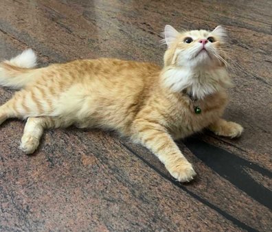 Persian Dogs For Mating In Bangalore