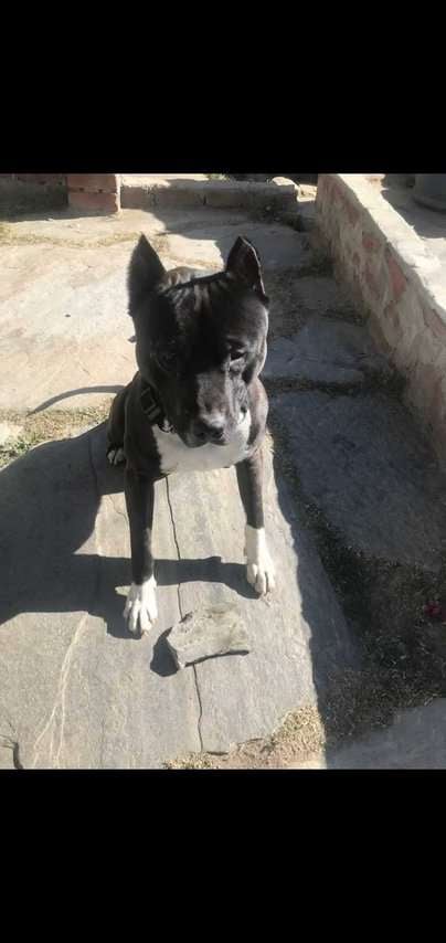American Pit Bull Terrier For Adoption In Chandigarh