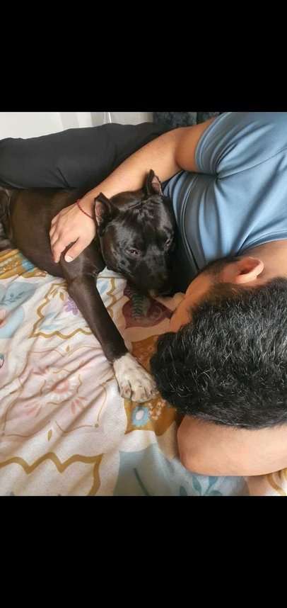 American Pit Bull Terrier For Adoption In Chandigarh