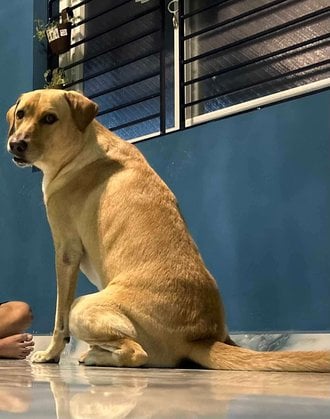 Labrador Retriever Dogs For Mating In Chennai
