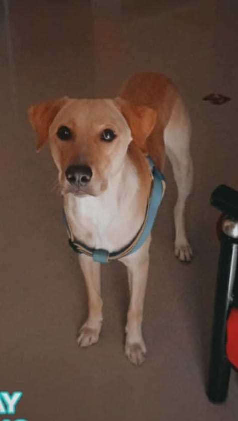 Labrador Retriever Dogs For Mating In Chennai