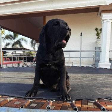 Cane Corso For Sale In Pune